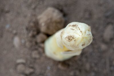 So bauen Sie Spargel im Garten selber an - Weißer Spargel benötigt idealerweise einen lockeren und durchlässigen Boden.