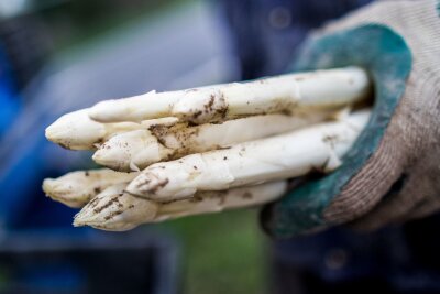 So bauen Sie Spargel im Garten selber an - Weißer Spargel: Diese Stangen werden auch Bleichspargel genannt und sind lichtempfindlich.