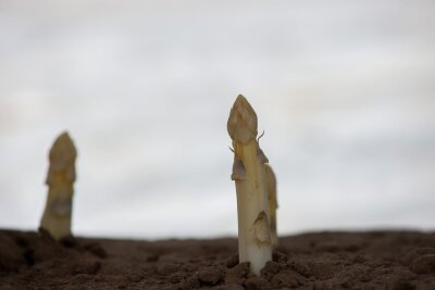 So bauen Sie Spargel im Garten selber an - Die Knospenanlagen sollten in Längsrichtung des angelegten Grabens liegen.