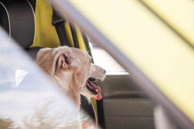 So bleibt das Auto im Sommer kühl - Ein offener Spalt reicht? Nein, ein abgestelltes Auto kann sich auch mit leicht geöffneten Fenstern sehr schnell aufheizen.