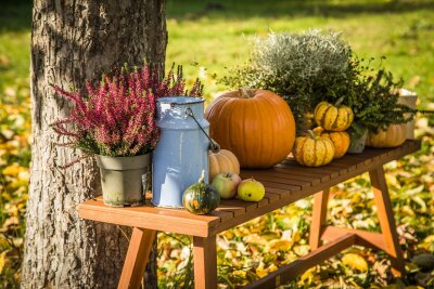 So einfach gelingt eine Herbst-Deko mit Kürbissen - Auf einer Bank: Kürbisse eignen sich als herbstliche Dekoration für Ihr Zuhause.