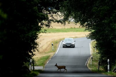 So reagieren Autofahrer richtig bei Wild auf der Straße - Glück gehabt: In diesem Fall ist noch viel Zeit, rechtzeitig abzubremsen. Doch gerade im Herbst steigt die Gefahr von Wildunfällen wieder stark an.