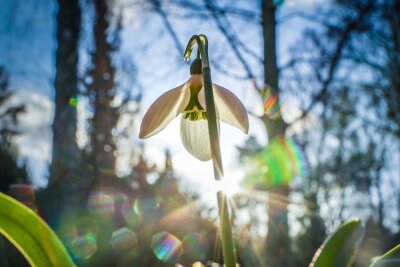 So starten Gärtner entspannt in den Frühling - Die zarten Schneeglöckchen trotzen der Winterkälte und läuten den Frühling ein.