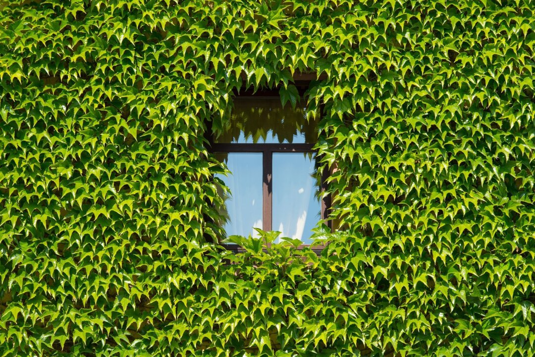 So wird Ihr Zuhause fit für hohe Temperaturen - Grüner Hitzeschutz: Pflanzen können für mehr Kühle sorgen.