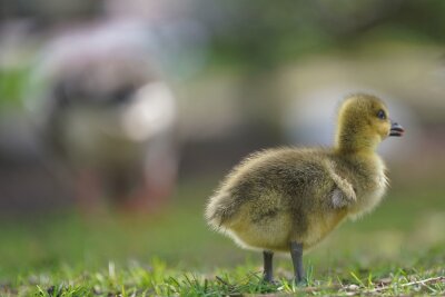 Statistik: Am meisten Gänseküken aus Sachsen - 2024: Die meisten Gänseküken gehen aus den Geflügelbrütereien in Sachsen hervor. (Symbolbild)