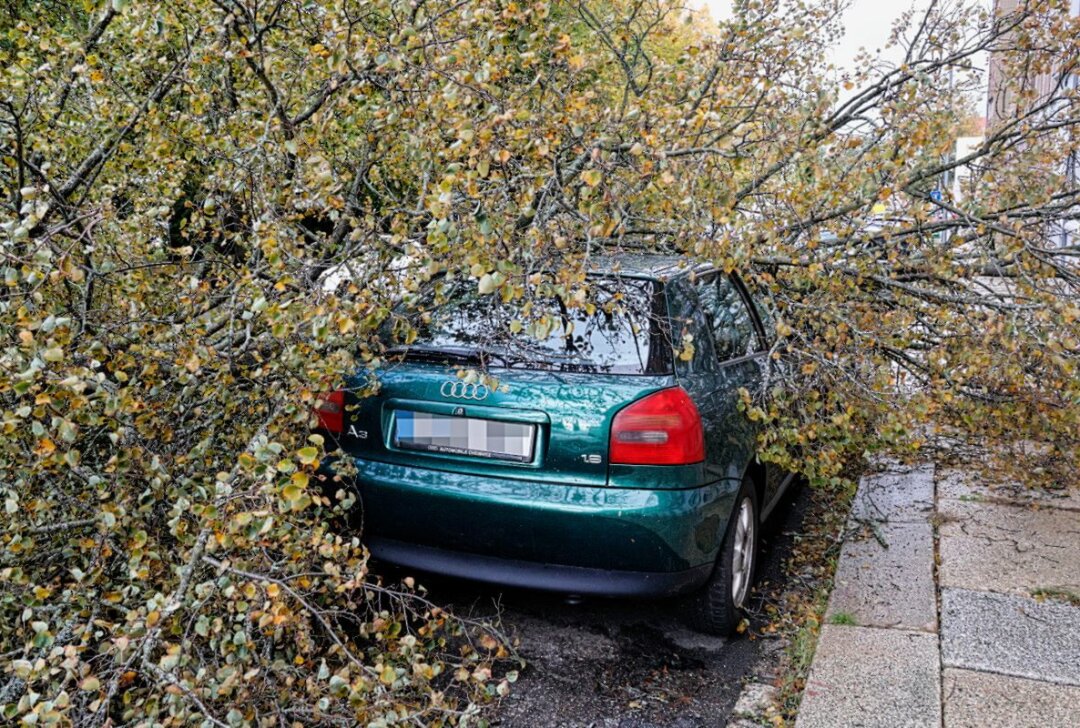 Sturm entwurzelt Baum: Audi auf Straße in Chemnitz geschrottet - Ein Auto erleidet Totalschaden, nachdem ein entwurzelter Baum darauf gefallen ist.Foto: Jan Härtel/ChemPic