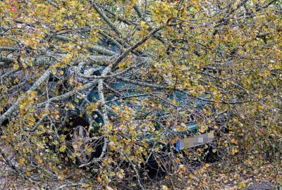 Sturm entwurzelt Baum: Audi auf Straße in Chemnitz geschrottet - Ein Auto erleidet Totalschaden, nachdem ein entwurzelter Baum darauf gefallen ist.Foto: Jan Härtel/ChemPic