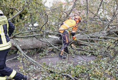 Sturm entwurzelt Baum: Audi auf Straße in Chemnitz geschrottet - Das schnelle Handeln der Rettungsdienste verhinderte weitere Schäden. Foto: Jan Härtel/ChemPic