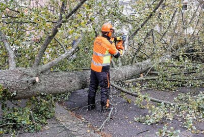 Sturm entwurzelt Baum: Audi auf Straße in Chemnitz geschrottet - Das schnelle Handeln der Rettungsdienste verhinderte weitere Schäden. Foto: Jan Härtel/ChemPic