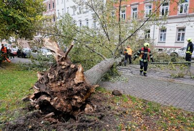 Sturm entwurzelt Baum: Audi auf Straße in Chemnitz geschrottet - Ein Baum in der Blücher Straße wurde Opfer des Sturms. Foto: Jan Härtel/ChemPic