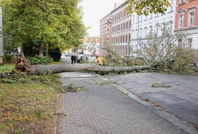 Sturm entwurzelt Baum: Audi auf Straße in Chemnitz geschrottet - Ein Baum in der Blücher Straße wurde Opfer des Sturms. Foto: Jan Härtel/ChemPic