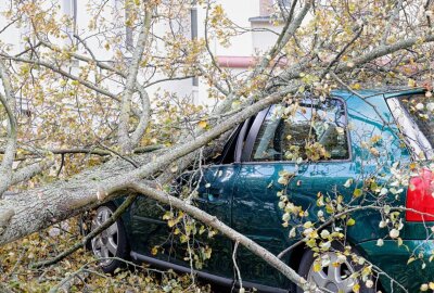 Sturm entwurzelt Baum: Audi auf Straße in Chemnitz geschrottet - Ein Auto erleidet Totalschaden, nachdem ein entwurzelter Baum darauf gefallen ist.Foto: Jan Härtel/ChemPic