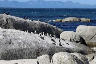 Südafrika: Wilde Natur am Fuße des Tafelbergs... - Am Boulder's Beach in Simon's Town, etwa 40 Minuten von Kapstadt entfernt, ist eine von drei Pinguinkolonien angesiedelt. Man kann den Strand für einen kleinen Eintrittsbetrag von Brücken aus beobachten.