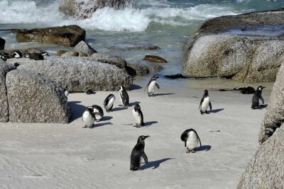 Südafrika: Wilde Natur am Fuße des Tafelbergs... - Am Boulder's Beach in Simon's Town, etwa 40 Minuten von Kapstadt entfernt, ist eine von drei Pinguinkolonien angesiedelt. Man kann den Strand für einen kleinen Eintrittsbetrag von Brücken aus beobachten.