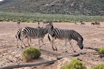 Südafrika: Wilde Natur am Fuße des Tafelbergs... - Safari im Aquila Reservat, zwei Stunden nördlich von Kapstadt. Hier kann mal mehrere Tage genießen. Täglich kann man zwei Safaris im Bus, zu Pferd oder mit dem Quad machen.