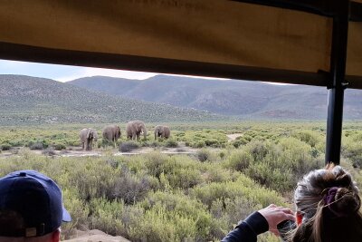 Südafrika: Wilde Natur am Fuße des Tafelbergs... - Auf Safaris kann man die Big 5 (Büffel, Nashorn, Leopard, Löwe und Elefant) und noch weitaus mehr Tiere treffen.