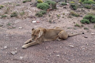 Südafrika: Wilde Natur am Fuße des Tafelbergs... - Auch Löwen kann man auf Safari aus nächster Nähe sehen.