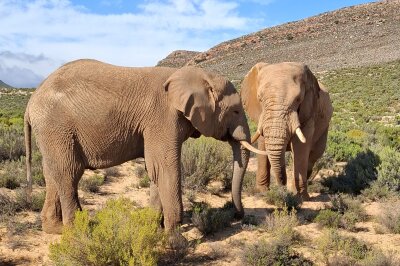 Südafrika: Wilde Natur am Fuße des Tafelbergs... - Die Elefanten im Aquila Reservat waren sehr eindrucksvoll.