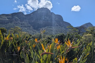 Südafrika: Wilde Natur am Fuße des Tafelbergs... - Der botanische Garten Kirstenbosch ist ein Muss auf jeder Kapstadt-Reise.