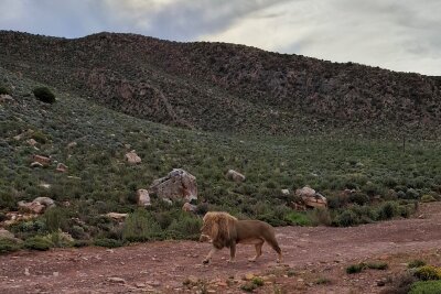 Südafrika: Wilde Natur am Fuße des Tafelbergs... - Auf Safari im Aquila Reservat konnte man auch Löwen beobachten.