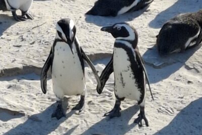 Südafrika: Wilde Natur am Fuße des Tafelbergs... - Jeder Pinguin hat ganz individuelle Punkte auf dem Bauch.