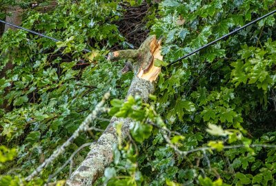 Superzelle überquert Westsachsen und Erzgebirge - Während des Unwetters sind Äste von Bäumen abgebrochen. Foto: André Maerz