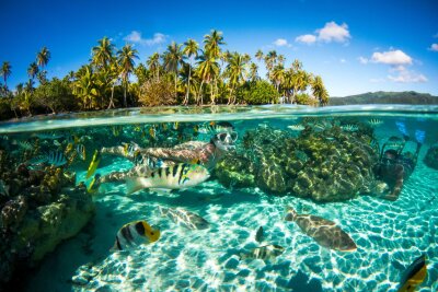 Tahiti: In Schräglage durch die Lagune - Klares Wasser, geringe Tiefe, viele Fische: Das macht die Lagune von Moorea zu einem Schnorchel-Paradies.