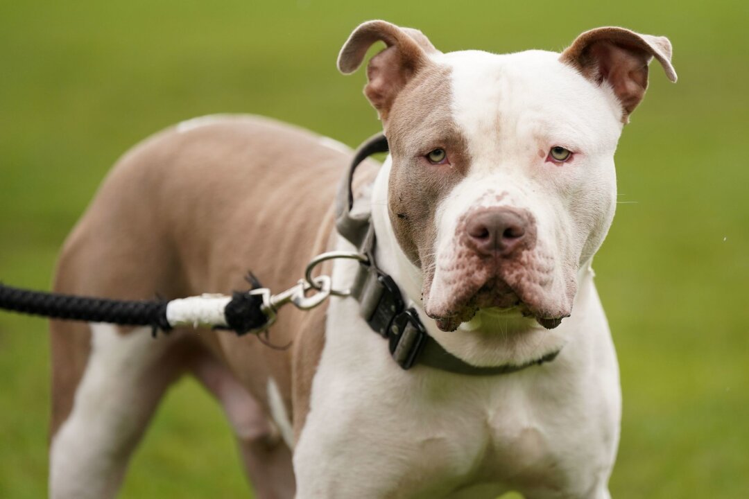 Tier tötete Bruder: Haft für Hundehalter in England - Die Haltung sogenannter XL Bullys ist in England nur noch unter strengen Vorgaben erlaubt. (Archivbild)