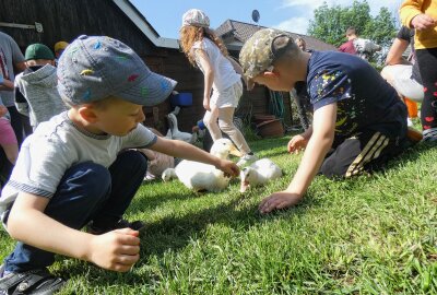 Tiere, Ausflüge und vieles mehr: Erlebnisreiche Zeit für Garnsdorfer Kitakinder - Neben spannenden Beobachtungen  wie das Wachstum der Tiere können die Kinder auch verantwortungsvolle Aufgaben wie das Füttern übernehmen. Foto: Kita Wichtelburg