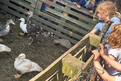 Tiere, Ausflüge und vieles mehr: Erlebnisreiche Zeit für Garnsdorfer Kitakinder - Neben spannenden Beobachtungen  wie das Wachstum der Tiere können die Kinder auch verantwortungsvolle Aufgaben wie das Füttern übernehmen. Foto: Kita Wichtelburg