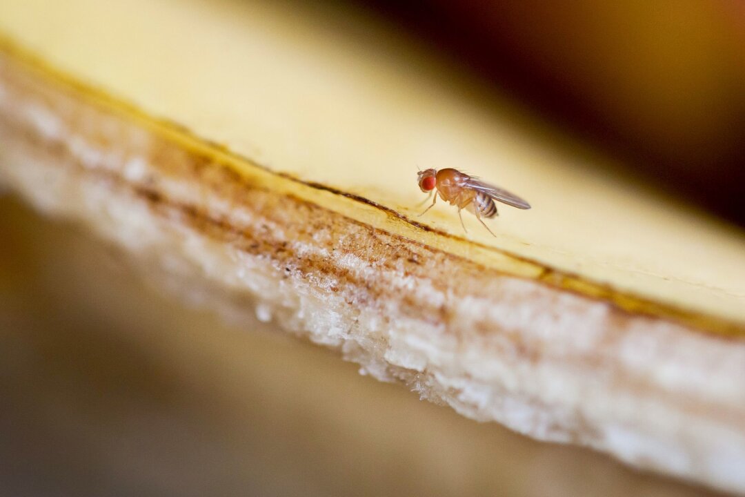 Tierfreundliche Methode: Fruchtfliegen im Schraubglas fangen - Unerwünschte Mitesser: Fruchtfliegen umschwirren im Sommer gerne den Obstkorb.