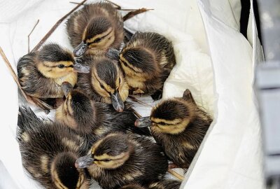 Tierische Not: Feuerwehr rettet Entenfamilie - Am Samstagnachmittag wurde die Feuerwehr gegen 16.30 Uhr in Chemnitz zur Schlossteichstrasse gerufen. Foto: Harry Härtel