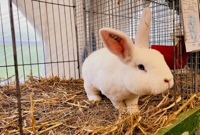 Tierische Schau am 27. und 28. Juli in Pleißa - Vielfältige Tierpräsentation: 200 Tiere in 20 Rassen und Farbenschlägen. Foto: Steffi Hofmann