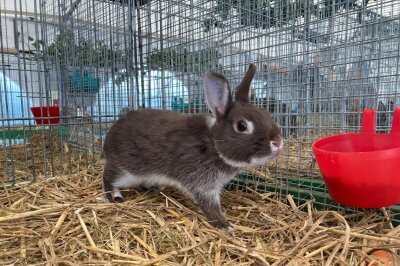 Tierische Schau am 27. und 28. Juli in Pleißa - Der Rassekaninchenzuchtverein S416 Pleißa lädt am 27. und 28. Juli zu seiner traditionellen Tierschau ein. Foto: Steffi Hofmann