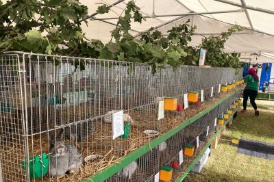 Tierische Schau am 27. und 28. Juli in Pleißa - Der Rassekaninchenzuchtverein S416 Pleißa lädt am 27. und 28. Juli zu seiner traditionellen Tierschau ein. Foto: Steffi Hofmann