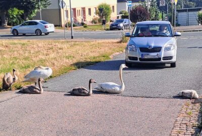 Tierischer Ausflug: Schwanenfamilie sorgt in Limbach-Oberfrohna für Aufsehen - Gemütliches Watscheln: Schwanenpaar mit Jungtieren auf Entdeckungstour. Foto: Steffi Hofmann