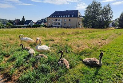 Tierischer Ausflug: Schwanenfamilie sorgt in Limbach-Oberfrohna für Aufsehen - Gemütliches Watscheln: Schwanenpaar mit Jungtieren auf Entdeckungstour. Foto: Steffi Hofmann