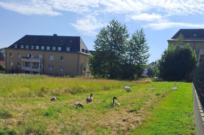 Gemütliches Watscheln: Schwanenpaar mit Jungtieren auf Entdeckungstour. Foto: Steffi Hofmann 