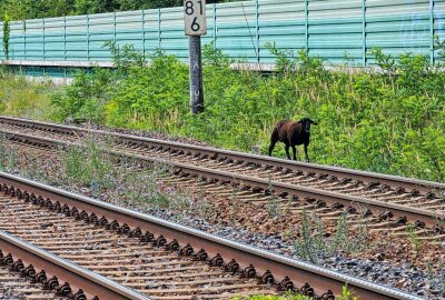 Tierischer Einsatz: Entlaufenes Schaf legt Bahnverkehr lahm - Entlaufenes Schaf sorgt für Aufregung in Lauta. Foto: xcitepress