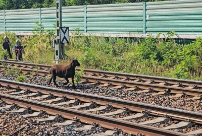 Tierischer Einsatz: Entlaufenes Schaf legt Bahnverkehr lahm - Der Einsatz wurde nach einigen Versuchen abgebrochen. Foto: xcitepress