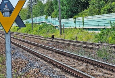 Tierischer Einsatz: Entlaufenes Schaf legt Bahnverkehr lahm - Entlaufenes Schaf sorgt für Aufregung in Lauta. Foto: xcitepress