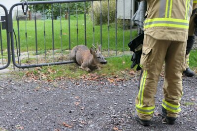 Tierischer Rettungseinsatz in Grimma - Am Samstagabend hatte ein Rehbock in der Straße "Am Wall" auf dem Tempelberg große Schwierigkeiten.