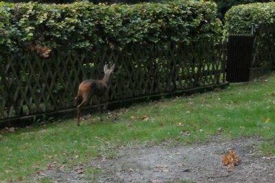 Tierischer Rettungseinsatz in Grimma - Erleichtert über die Rettung sprang der Rehbock schließlich friedlich zurück in den Wald.