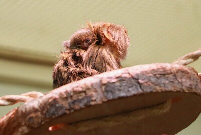 Tierpark Chemnitz: Doppelter Nachwuchs im Krallenaffenhaus - Aus dem Krallenaffenhaus des Chemnitzer Tierparks gibt es Nachwuchs zu vermelden - und das gleich in doppelter Ausführung. Foto: Stefanie Weippert & Jan Klösters