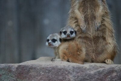 Tierpark Chemnitz: Erdmännchen-Nachwuchs begeistert Besucher - Neues Leben bei den beliebten Erdmännchen.