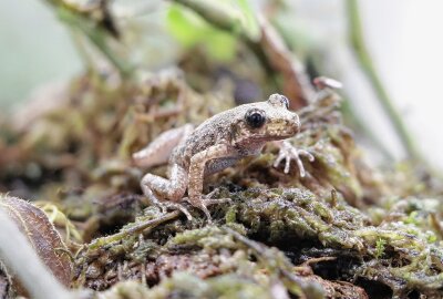 Tierpark Chemnitz: Jubiläumsfest im Juni - Neue seltene Amphibien-Art im Vivarium - Mallorca-Geburtshelferkröte im Tierpark Chemnitz. Foto: Jan Klösters/Tierpark Chemnitz