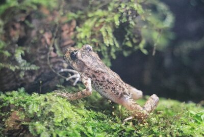 Tierpark Chemnitz: Jubiläumsfest im Juni - Neue seltene Amphibien-Art im Vivarium - Mallorca-Geburtshelferkröte im Tierpark Chemnitz. Foto: Jan Klösters/Tierpark Chemnitz