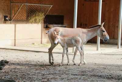 Tierpark Chemnitz: Zuchterfolg bei den asiatischen Halbeseln - Derzeit ist im Tierpark Chemnitz bei den asiatischen Halbeseln - den Kulanen - Nachwuchs zu sehen. Foto: Jan Kloesters