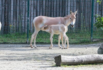 Tierpark Chemnitz: Zuchterfolg bei den asiatischen Halbeseln - Derzeit ist im Tierpark Chemnitz bei den asiatischen Halbeseln - den Kulanen - Nachwuchs zu sehen. Foto: Jan Kloesters