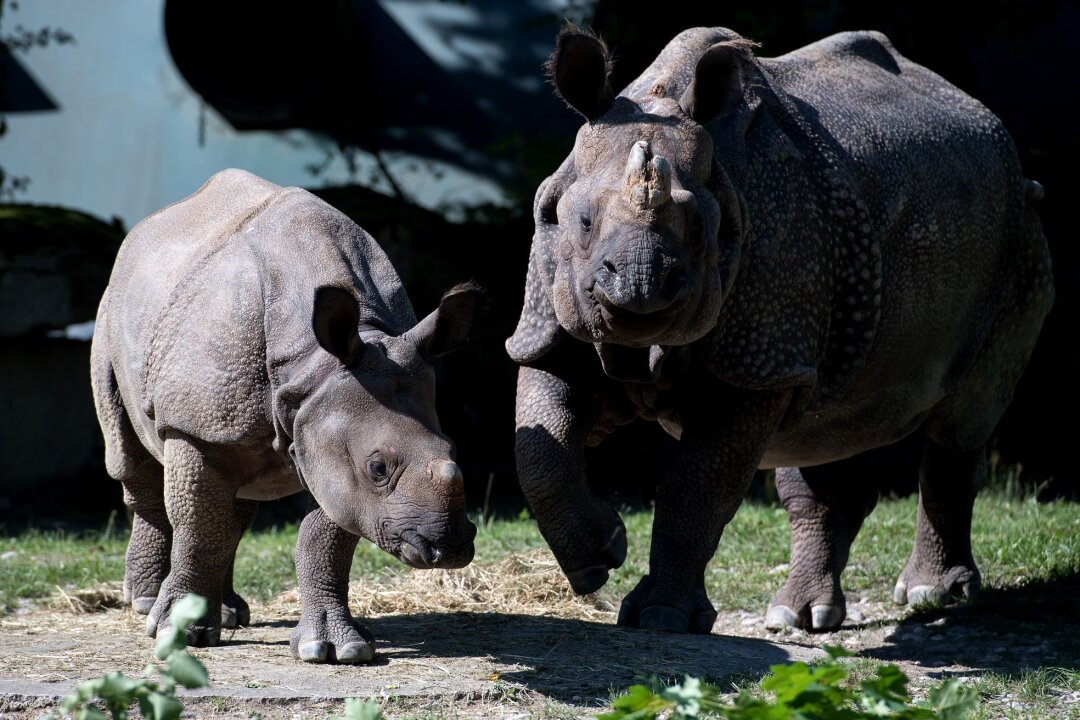 Tierpark Hellabrunn: Nashorn Rapti gestorben - Nashorn-Mama Rapti (rechts) starb im Alter von 35 Jahren (Archivbild von 2016). 